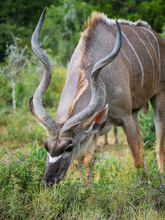 Greater Kudu (Tragelaphus Strepsiceros) Male Feeding. Eastern Cape. South Africa