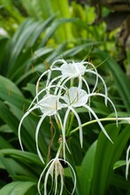 Close-up Shot Of A White Beach Spider Lily Flower On A Soft Blurry Background