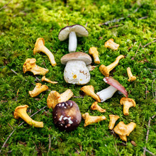 Harvesting Edible Forest Mushrooms, Chanterelles And Porcini.