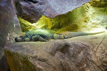 Poster - Close-up shot of a Northern caiman lizard resting on a rock