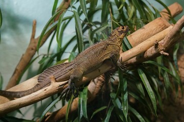 Canvas Print - Close-up shot of a Northern caiman lizard on a branch