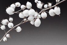 Natural Balls Of Fluffy Cotton Flowers On Light Gray Background