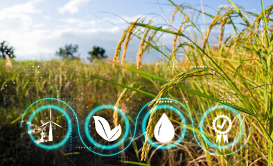 Aufkleber - yellow rice in cloudy day, food cultivation concept