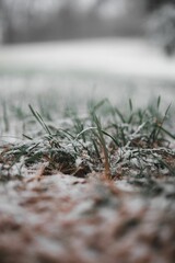 Poster - Vertical closeup of snowy grass in a field