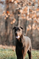 Poster - Selective focus shot of a Dobermann with its mouth open, standing in an autumn park