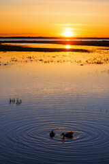 Poster - Sunset at a lake with birds in the water