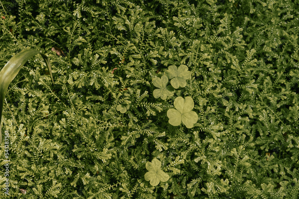 Green grass background in summer Stock Photo | Adobe Stock