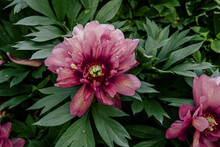 Peony Plant With Pink Flowers And Green Leaves