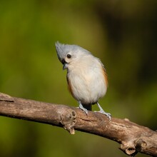 Closeup Of A Tufted Titmouse Perched On A Wooden Branch With A Blurry Background