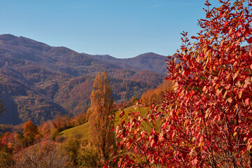 Wall Mural - Autumn color trees and countryside landscape.