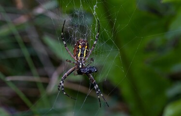 Sticker - Macro of a wasp spider on a web