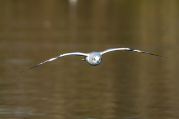 Poster - The European Herring Gull, Larus argentatus is a large gull