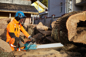 Wall Mural - A woodcutter saws a tree with a chainsaw