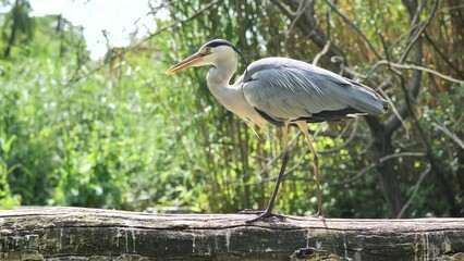 Sticker - Grey heron standing on a fallen tree trunk with tall grasses