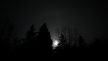 Wall Mural - time lapse of moon moving slowly through the trees with a very dark sky. a few stars can also be see