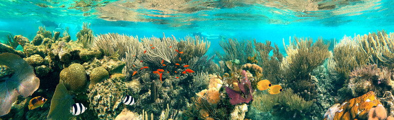 Sticker - Colorful coral reef with many fishes and sea turtle. The people at snorkeling underwater tour at the Caribbean Sea at Honeymoon Beach on St. Thomas, USVI