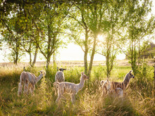 Beautiful Sunrise Farm Scene With Group Of Grey, Brown And Black Alpacas Walking And Grazing On Grassy Hill Backlit At Sunrise With Trees In Background. Summer In French Farmland