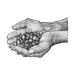 Vintage hand scooping coffee beans hand-drawn illustration