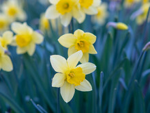 Spring Blooming Yellow Daffodils, Springtime Blooming Narcissus (jonquil) Flowers, Shallow DOF