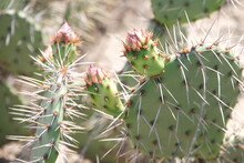 Cactus With Thorns