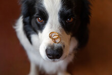 Will You Marry Me. Funny Portrait Of Cute Puppy Dog Border Collie Holding Two Golden Wedding Rings On Nose, Close Up. Engagement, Marriage, Proposal Concept