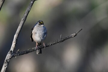 Wall Mural - Closeup of a gold-crown sparrow perched on a tree branch against blurry background