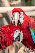 Two Red Macaw Ara Ararauna