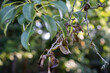 Ast eines Birnbaums mit schwarzen und braunen kranken Blättern, Feuerbrand (Erwinia amylovora)