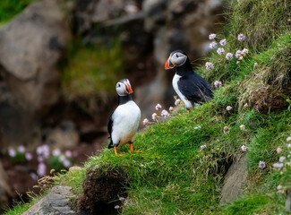 Wall Mural - Puffins