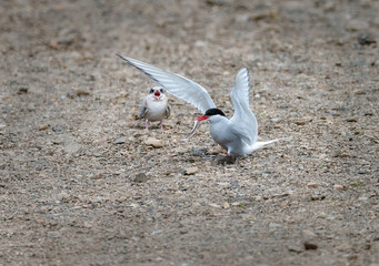 Wall Mural - Arctic Terns with chicks