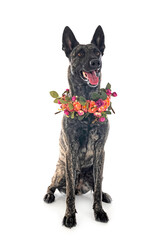 Poster - Dutch Shepherd in studio