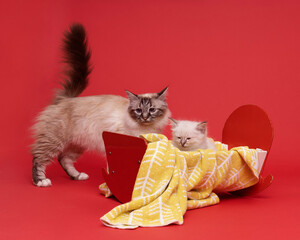 Wall Mural - Beautiful sacred burmese mother  cat and kitten in a dollsbed in studio close-up, luxury cat, red background