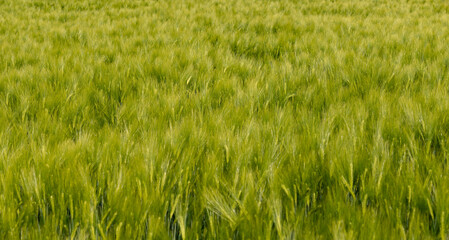 Wall Mural - Panoramic banner with beautiful farm landscape with wheat green field at warm sunset colors in summer, at sunny day, as background with copy space.