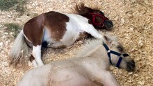 Miniature Horses Sleeping Next To Each Other.