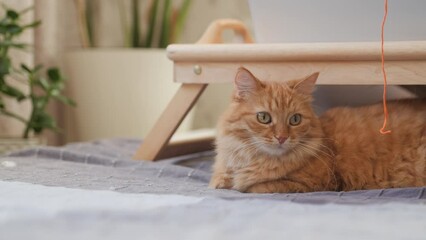 Wall Mural - Curious ginger cat looks on sunbeams. Fluffy pet is lying on bed near tray with laptop at cozy home.