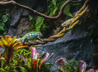 Two chamelions painted in different colors are sitting on a vine in a tropical forest