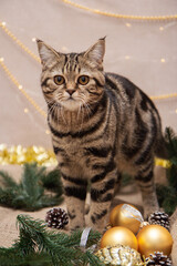 Wall Mural - tabby cat in christmas decor