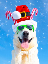 Funny Christmas Dog With Sunglasses And Christmas Hat On Isolated Background