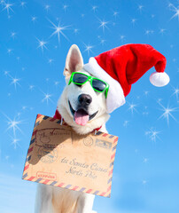 Wall Mural - funny christmas dog with sunglasses and christmas hat on isolated background