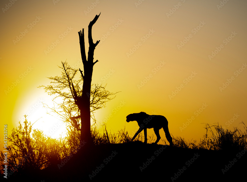 Silhouette of cheetah on a hillside