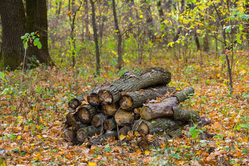 Wall Mural - heap of oak tree trunk in autumn forest