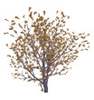 African boxwood tree, myrsine africana - 3D render