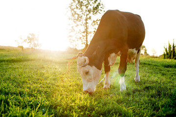 A black-white cow grazes on a pasture. Horned domesticated cattle. Agriculture. Home farm