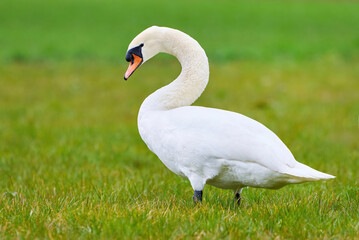 Wall Mural - Mute swan on a field in spring season (Cygnus olor)