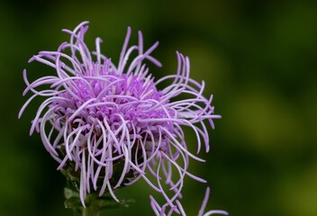 Wall Mural - Closeup shot of a blooming purple rough blazing star flower