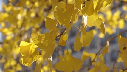 Wall Mural - panning up shot of a branch with bright yellow leaves from a ginkgo biloba tree on a sunny autumn da