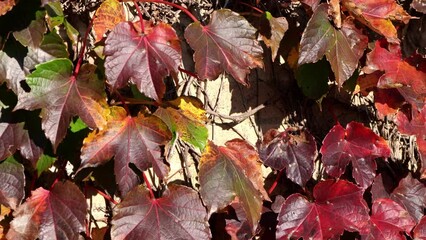 Wall Mural - close up of colorful red, green, yellow, purple and orange vine leaves fluttering in the wind on a m