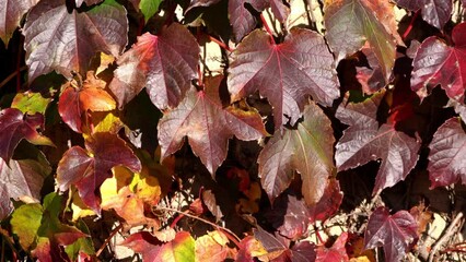 Wall Mural - close up of colorful red, green, yellow, purple and orange vine leaves fluttering in the wind on a m