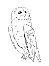 Barn Owl In Line Art Style Illustration