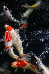 Wall Mural - koi fish swimming in a clear pond